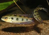 Dicrossus maculatus