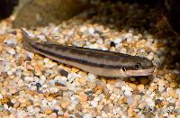 Gobiocichla ethelwynnae