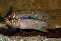 Ivanacara bimaculata