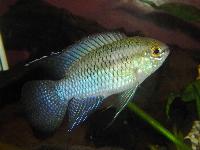 Laetacara curviceps