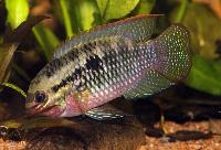 Laetacara dorsigera