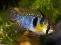 Mikrogeophagus ramirezi
