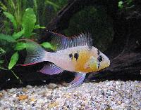 Mikrogeophagus altispinosus