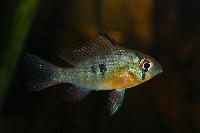 Mikrogeophagus altispinosus