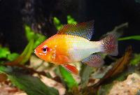 Mikrogeophagus ramirezi