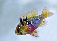 Mikrogeophagus ramirezi