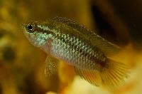 Nannacara anomala