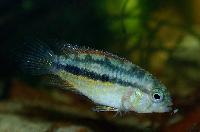 Nannacara anomala