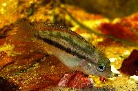 Nannacara anomala