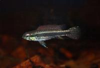 Taeniacara candidi