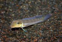 Teleocichla sp. "xingu"