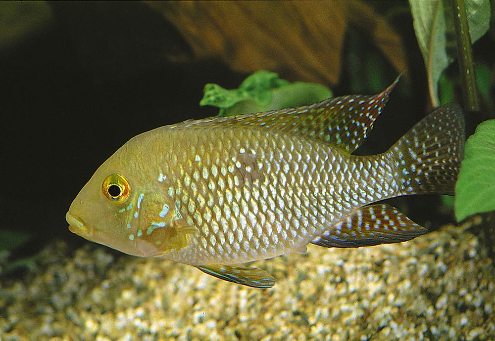 Geophagus brasiliensis