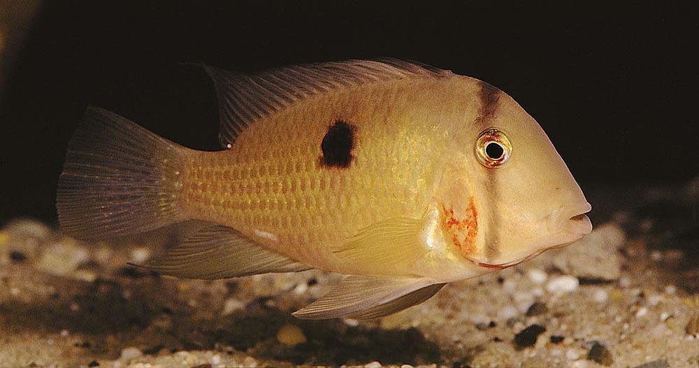 Guianacara geayi