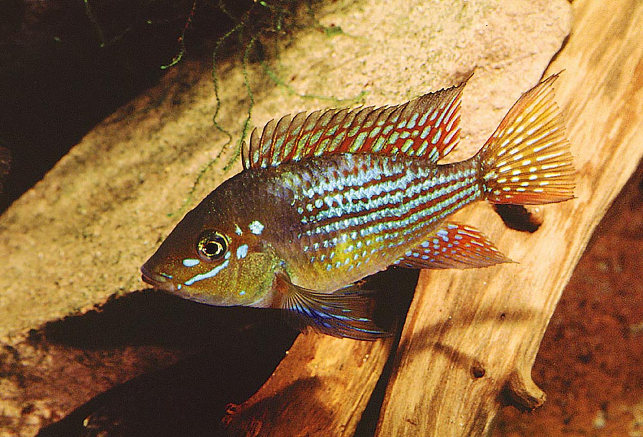 Gymnogeophagus rhabdotus