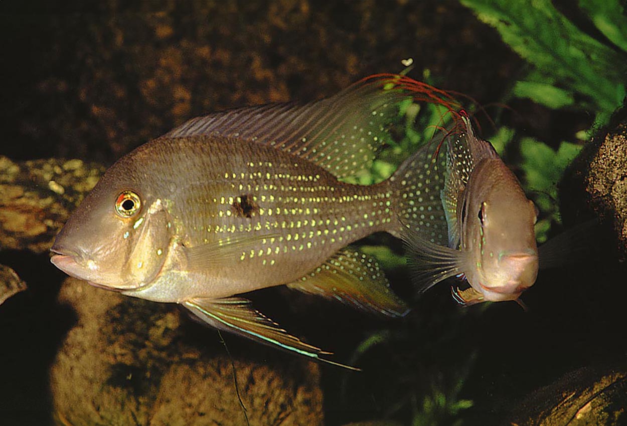 Acarichthys heckelli