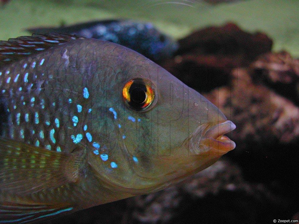 Geophagus sp. "bahia red"