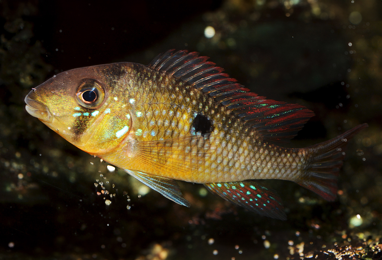 Gymnogeophagus labiatus