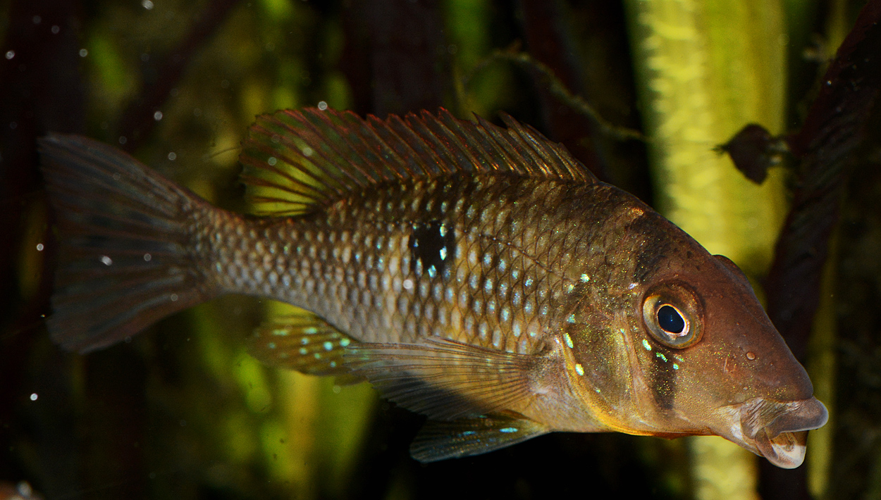 Gymnogeophagus labiatus