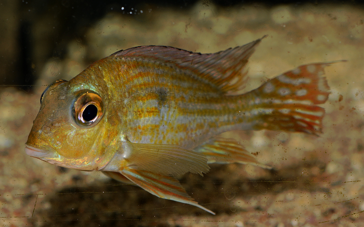 Geophagus sp. 'Turiacu'