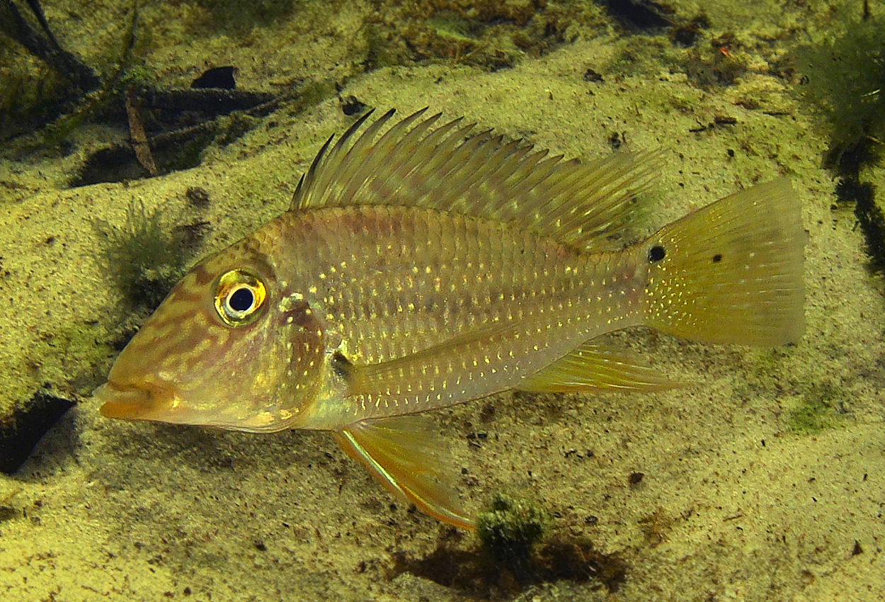 Satanoperca mapiritensis