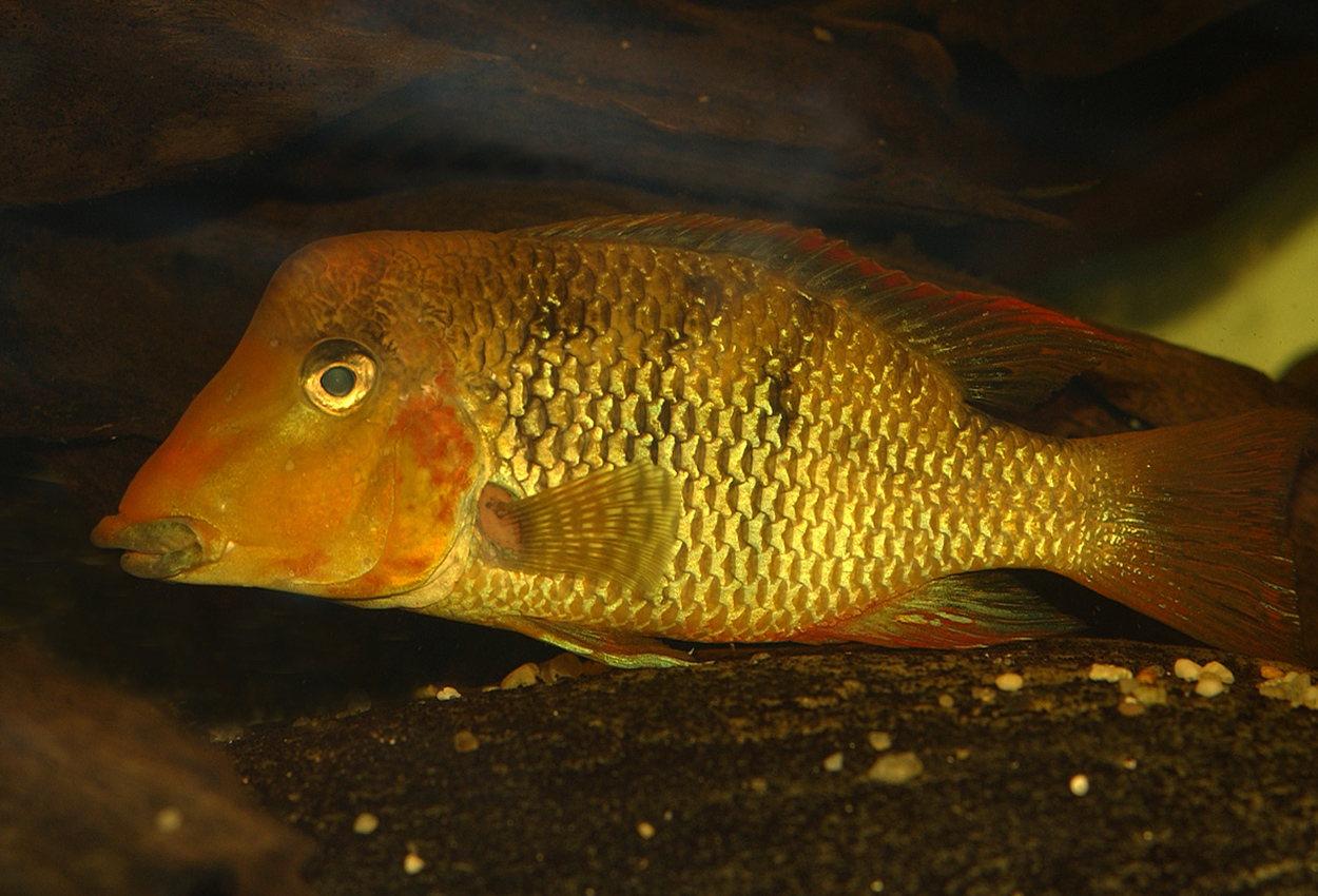 Geophagus crassilabris