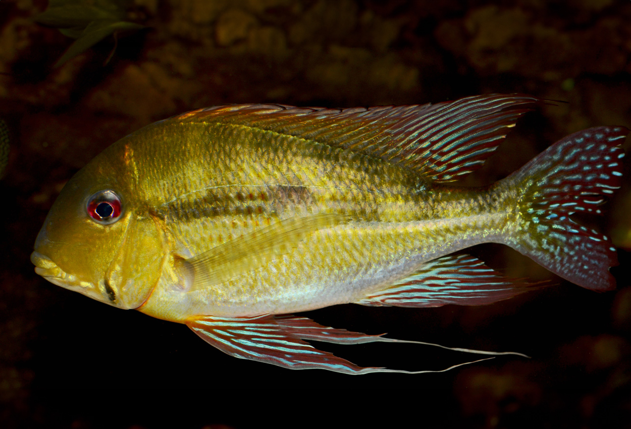 Geophagus dicrozoster