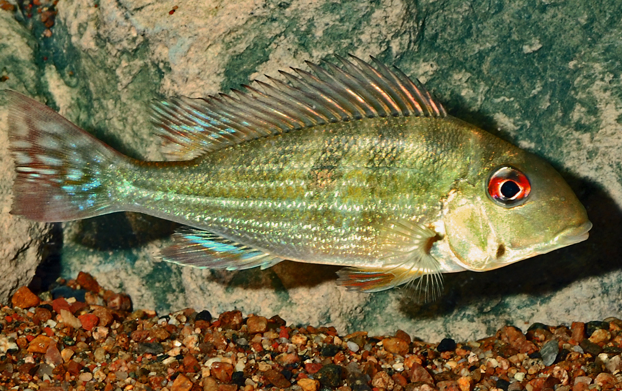 Geophagus dicrozoster, Venezuela