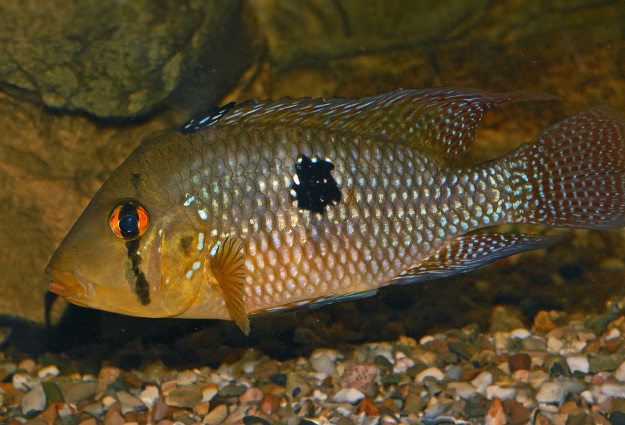Geophagus iporangensis