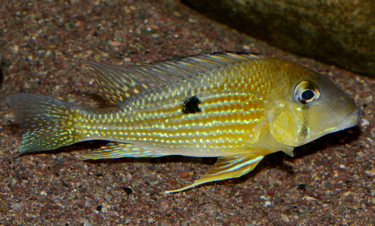 Geophagus taeniopareius