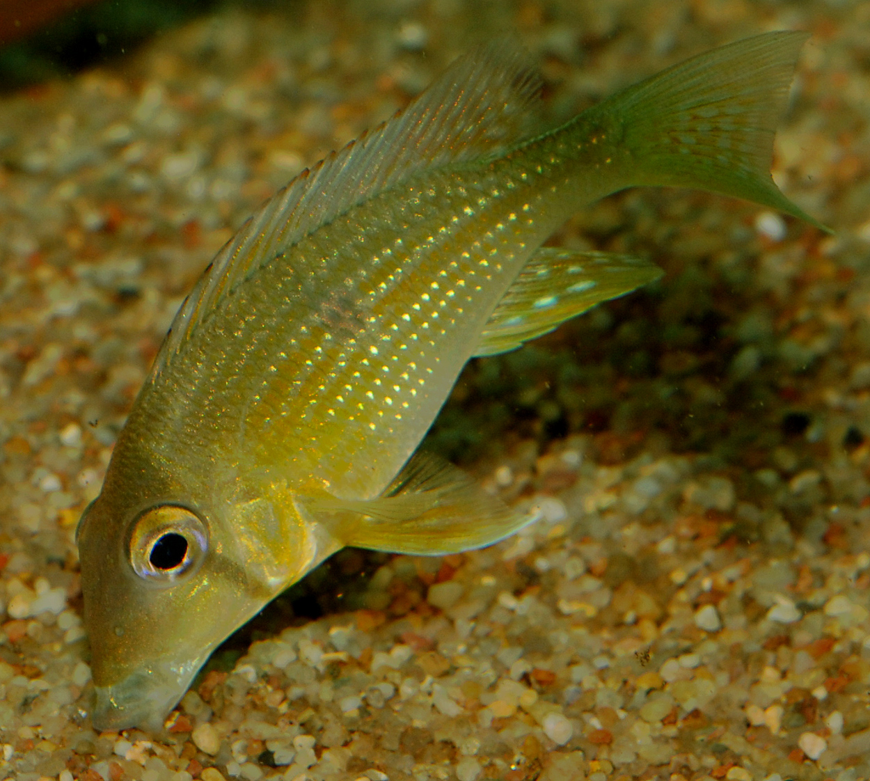 Geophagus taeniopareius