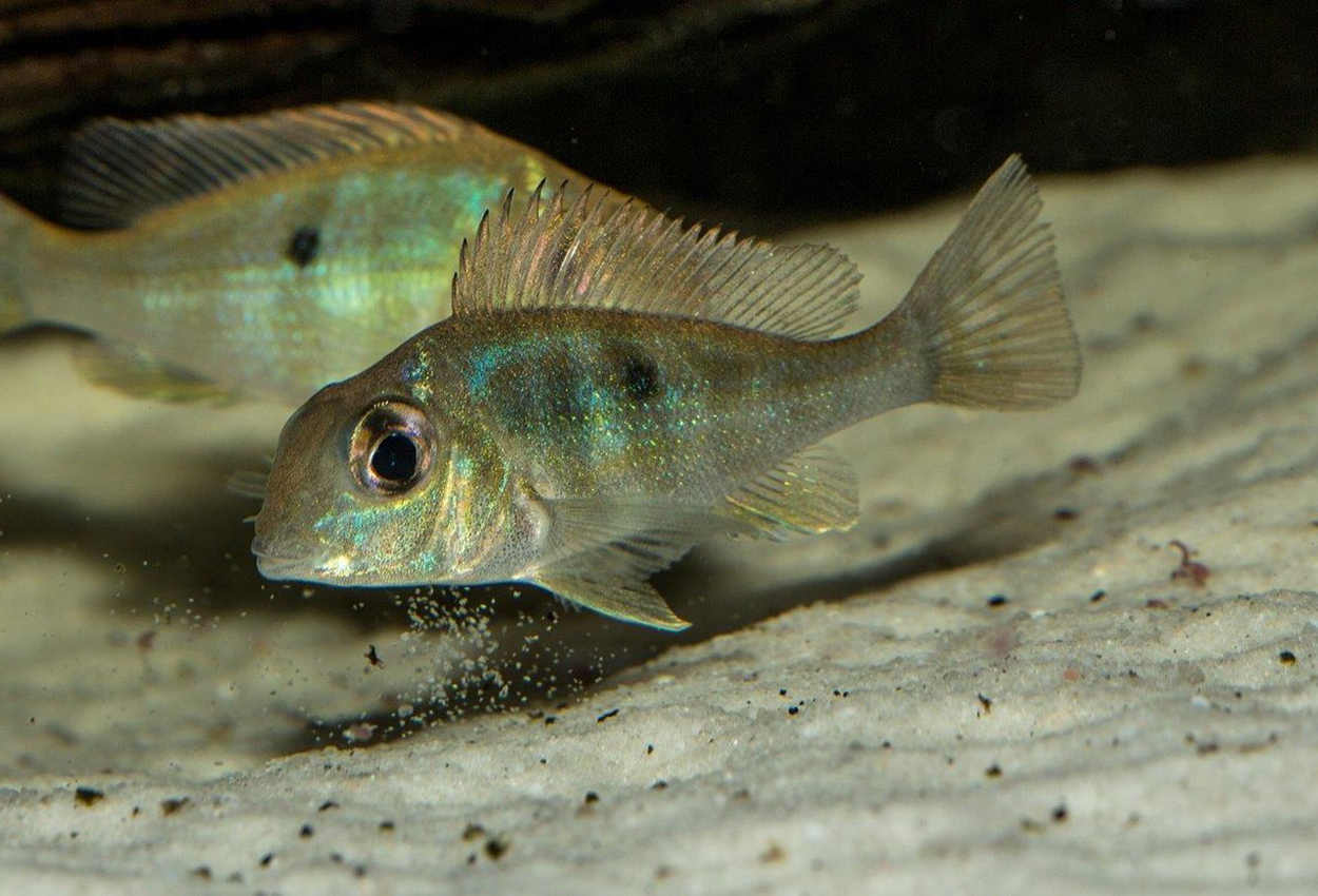 Geophagus sp. 'Gurupi'