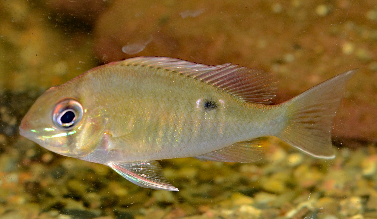Biotodoma cf. cupido, Santa Rem