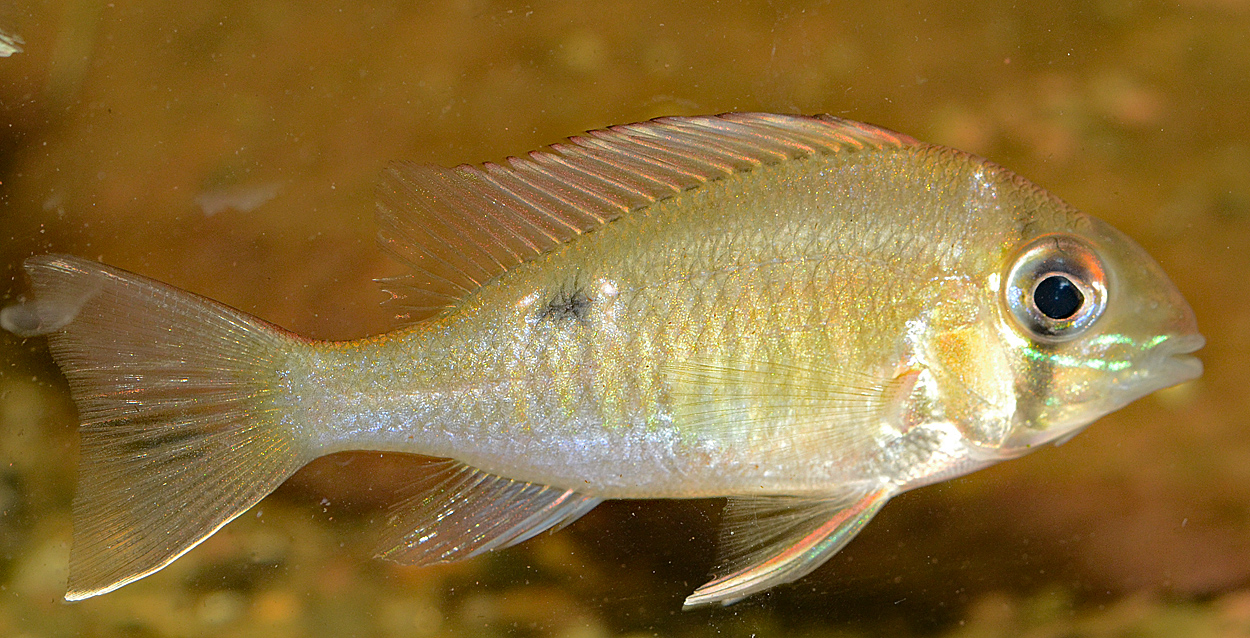 Biotodoma cf.  cupido, Santa Rem