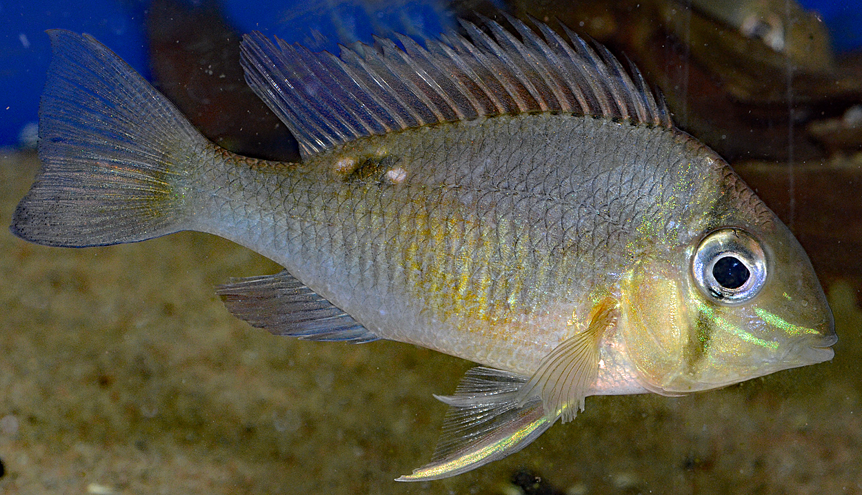Biotodoma cupido, Peru