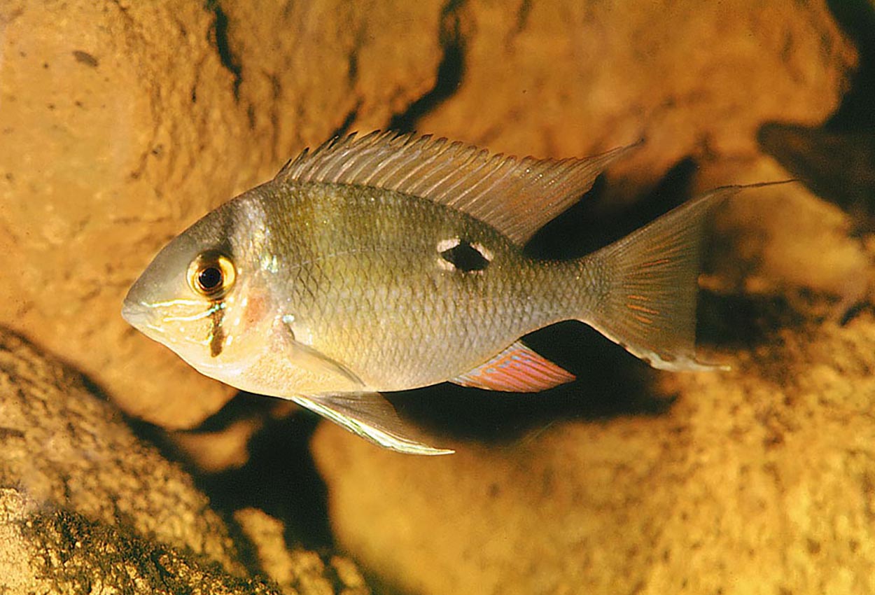 Biotodoma cupido