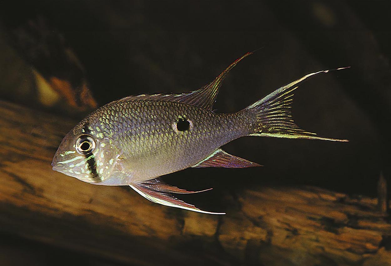 Biotodoma wavrini