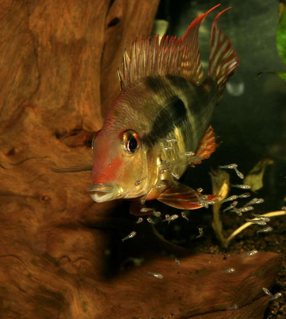 Geophagus pyrocephalus