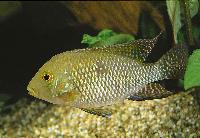 Geophagus brasiliensis