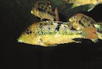 Geophagus pellegrini