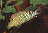 Geophagus steindachneri