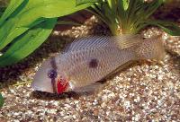 Guianacara sp. "red cheek"