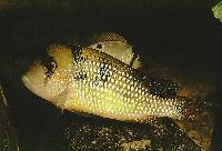 Gymnogeophagus gymnogenus