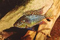Gymnogeophagus rhabdotus