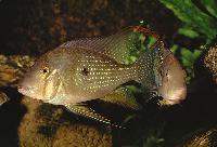 Acarichthys heckelli