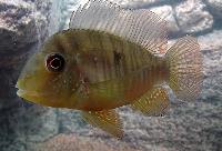 Gymnogeophagus balzanii