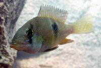 Gymnogeophagus meridionalis