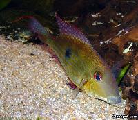 Geophagus surinamensis