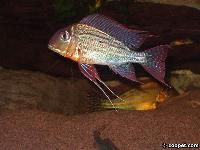 Geophagus altifrons