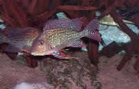 Geophagus altifrons