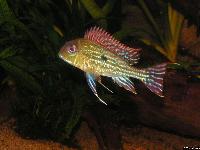 Geophagus altifrons